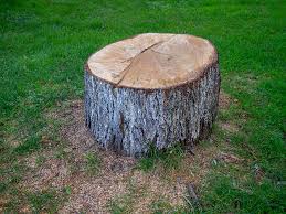 Professional Tree Removal in Auburn, KS