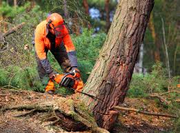 Best Root Management and Removal  in Auburn, KS